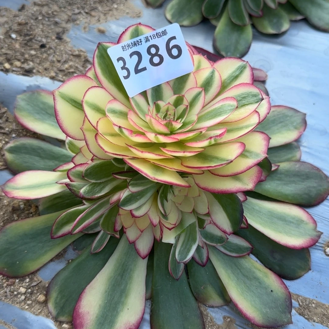 3286荔枝多肉植物