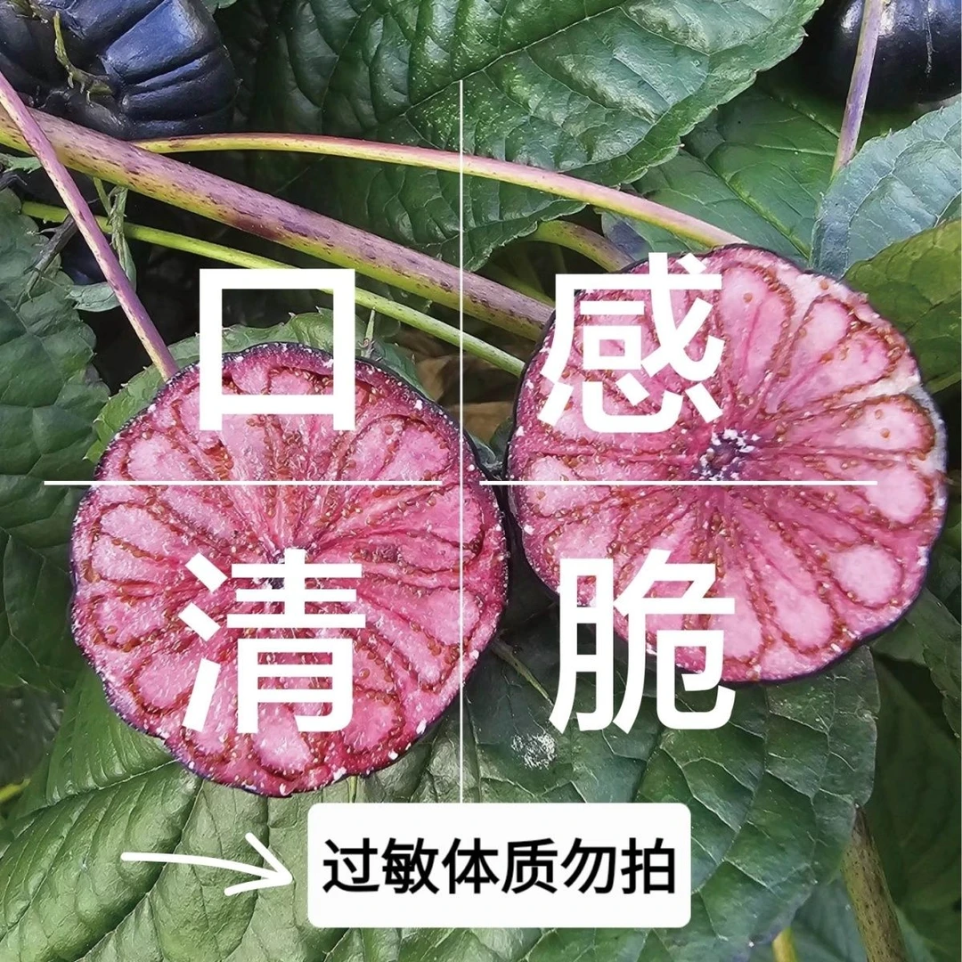 【超便宜】云南新鲜红果参蜘蛛果鲜果现摘现发当季稀有水果