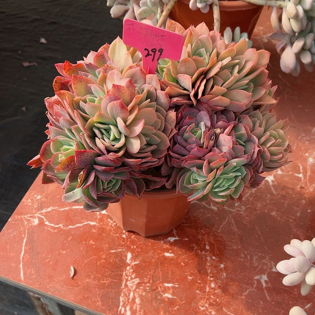 简****h299绮罗多肉植物