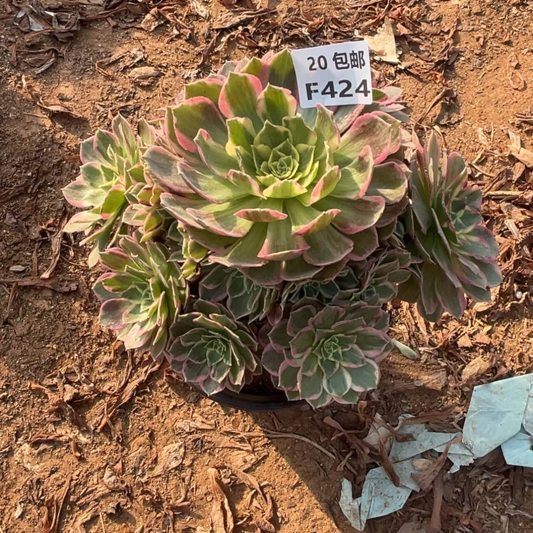 424水蜜桃，满20包邮