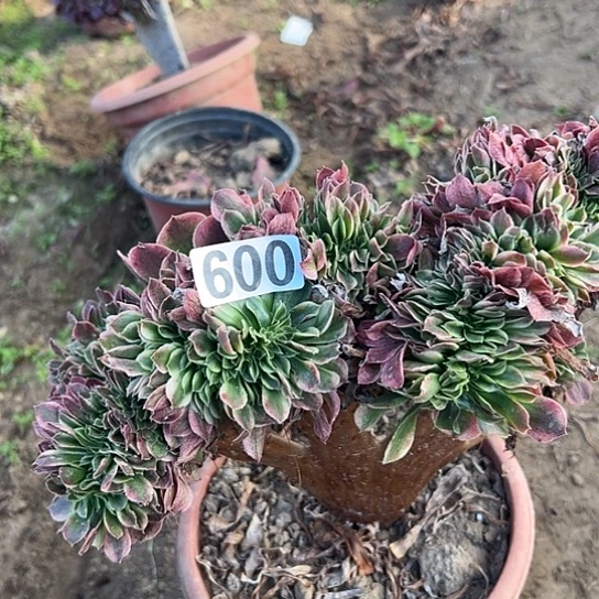 牛***织多肉植物一个香非600