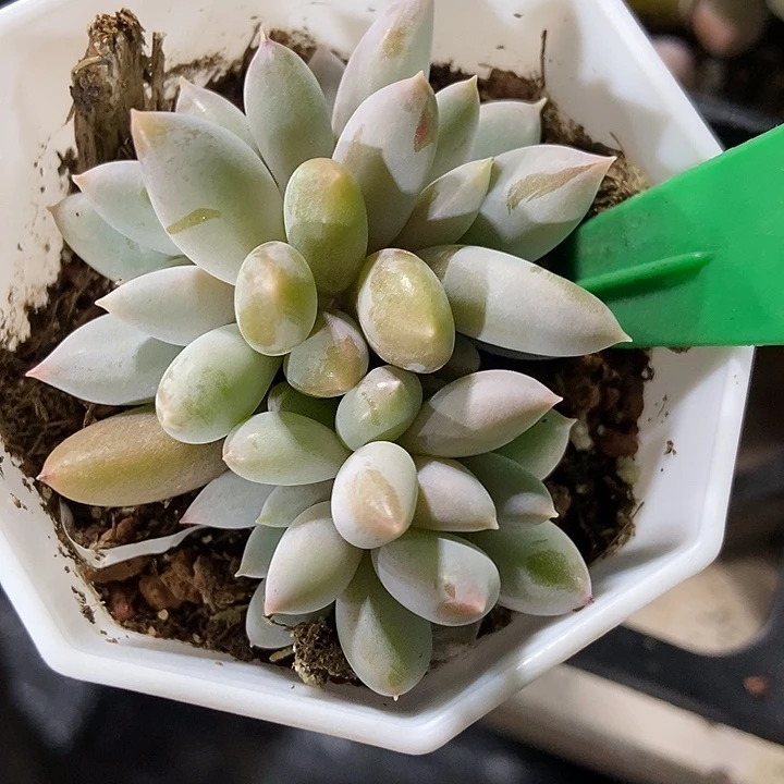 多肉植物哥特群808