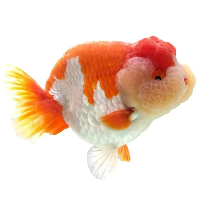 活体金鱼仅限兰寿观赏鱼的云南海南顺丰运费