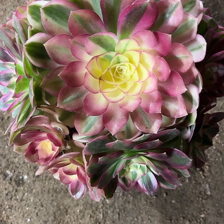 多肉植物玉资锦…………