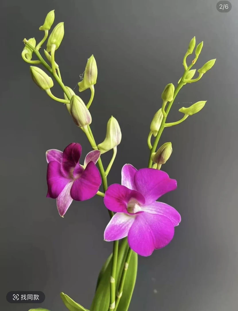 梦幻精灵秋石斛带花带花苞发货