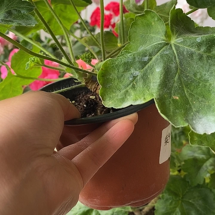 当前无花栽培后可以开花莱纳特