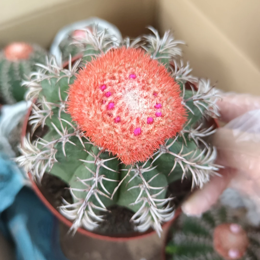 魔云仙人球易养美观开花大适合办公室室内的绿植盆栽