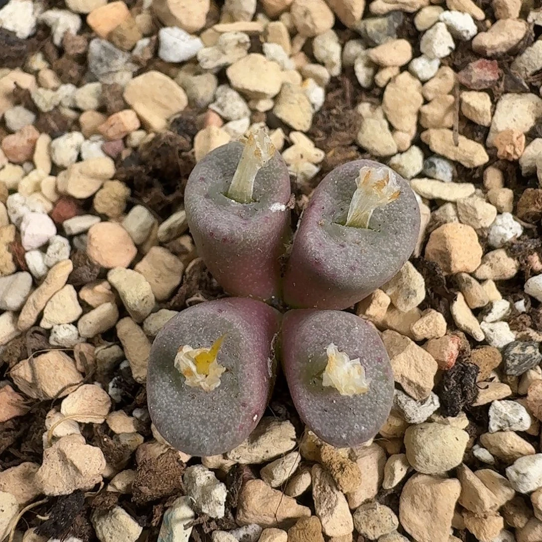 D072母本S纽扣可紫