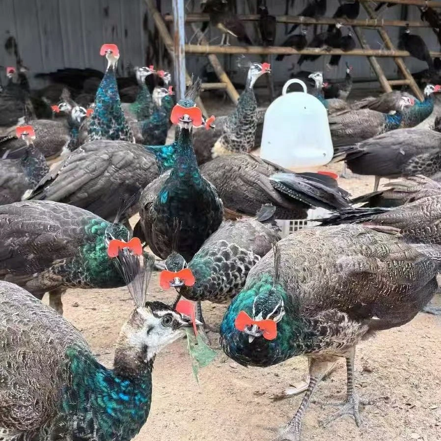 观赏用青年蓝孔雀顺丰发货可作宠物一对起售