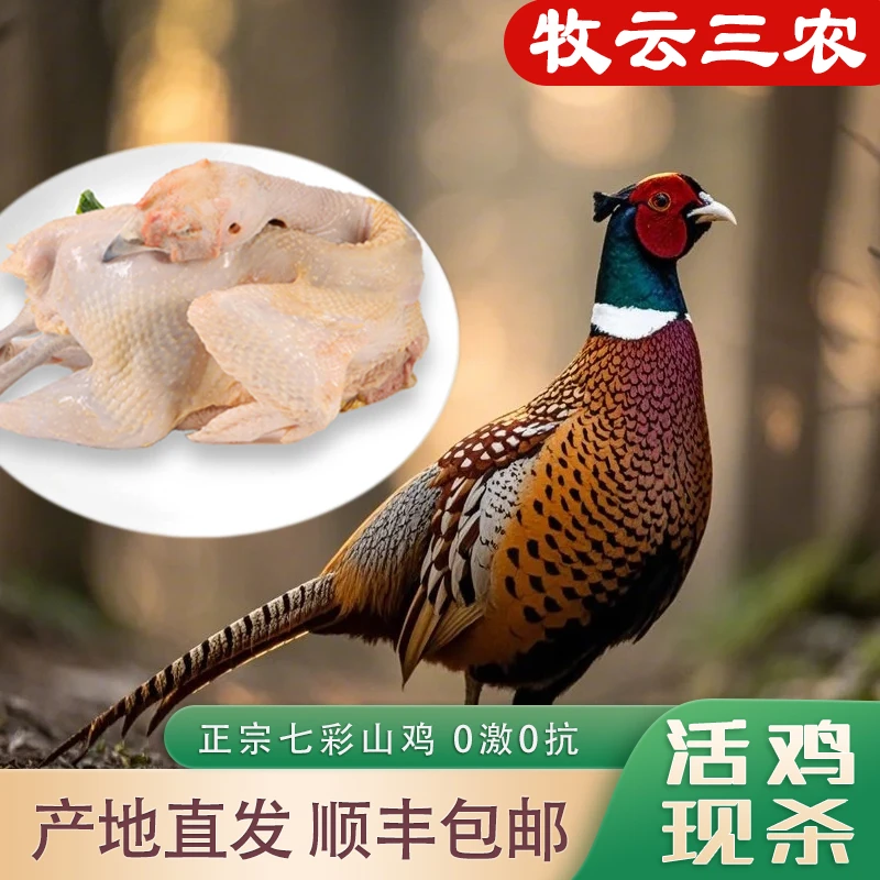【正宗山鸡】户外散养新鲜宰杀发货一年半老鸡送货上门