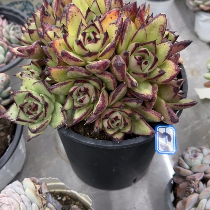 拔***糖一物一拍乌木多肉50