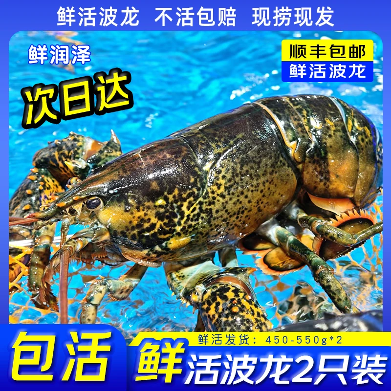 【包活】【鲜润泽】波士顿龙虾2只装 包活到家 不活包赔 大龙虾海鲜