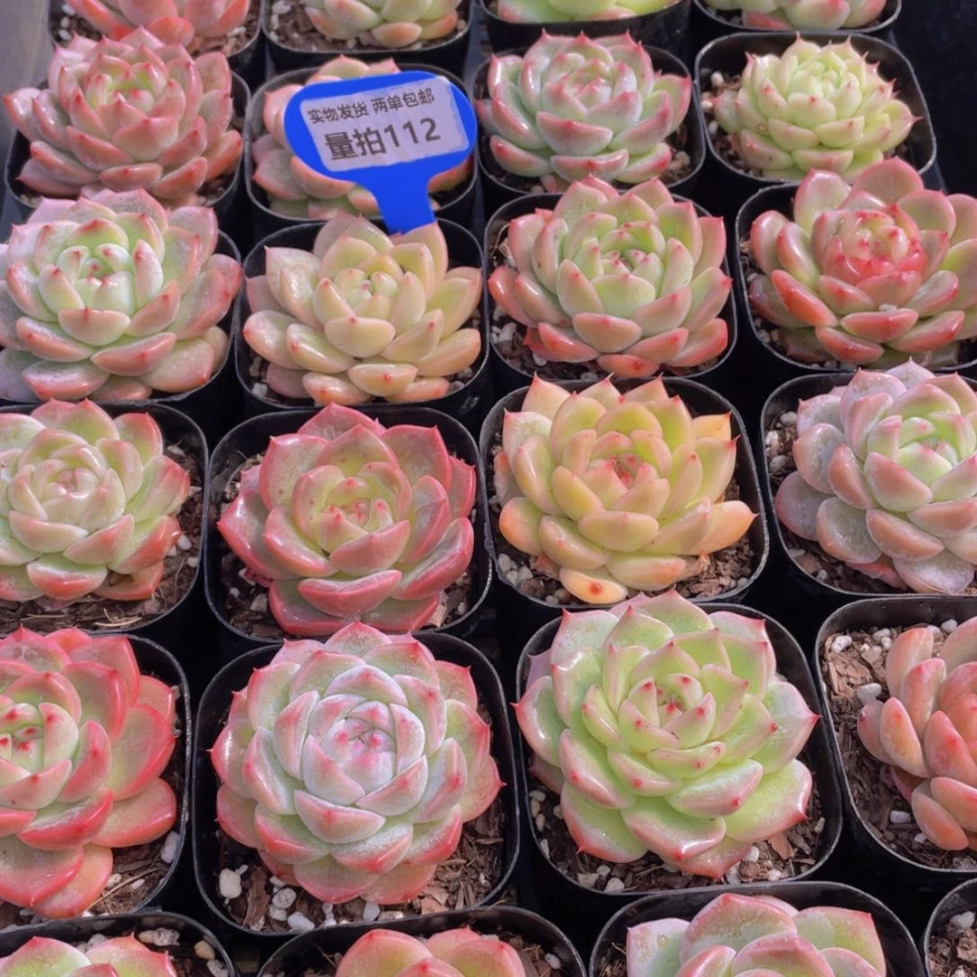 量拍112号 特色珍妮糖心组合单头3个