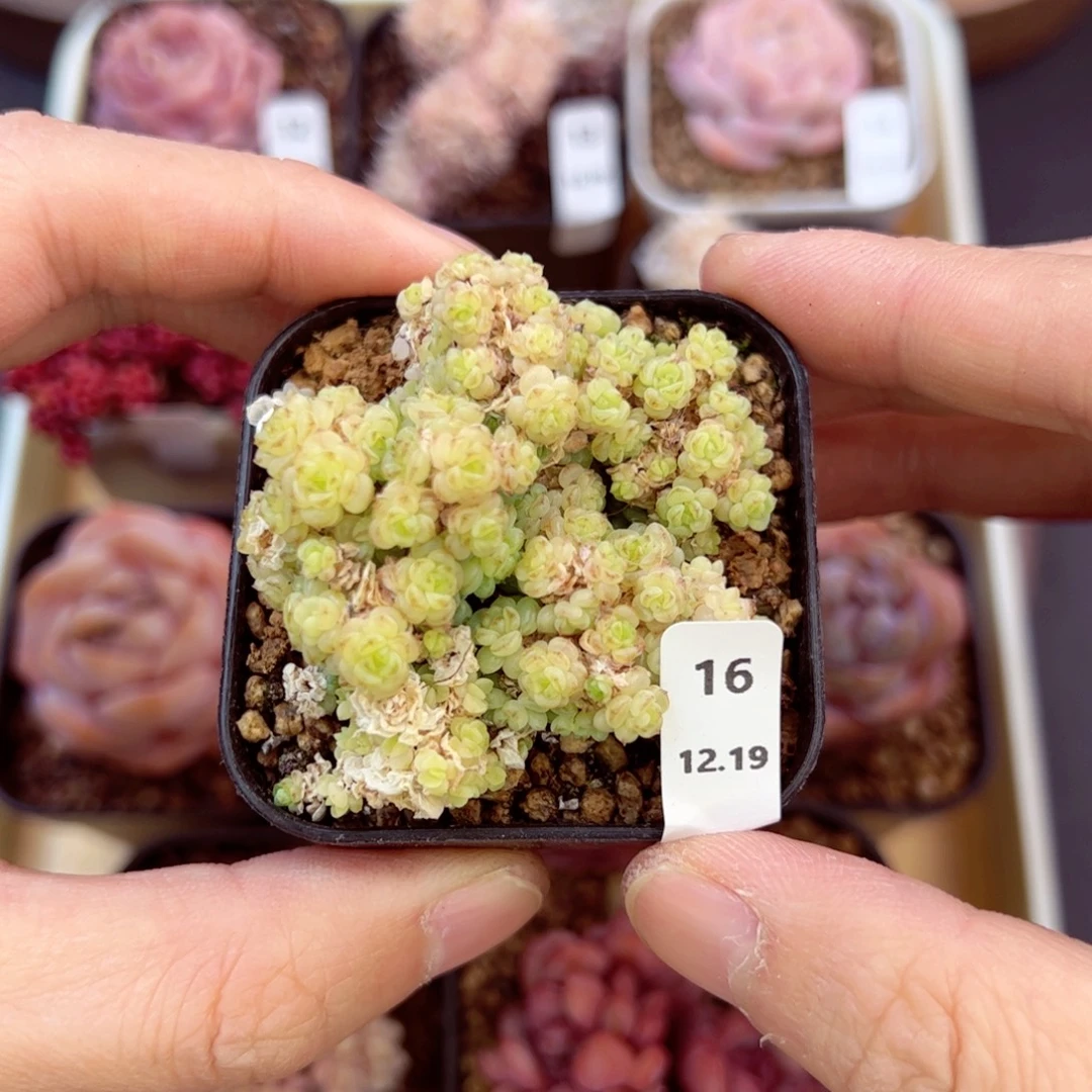 好好看16、哈哈哈哈