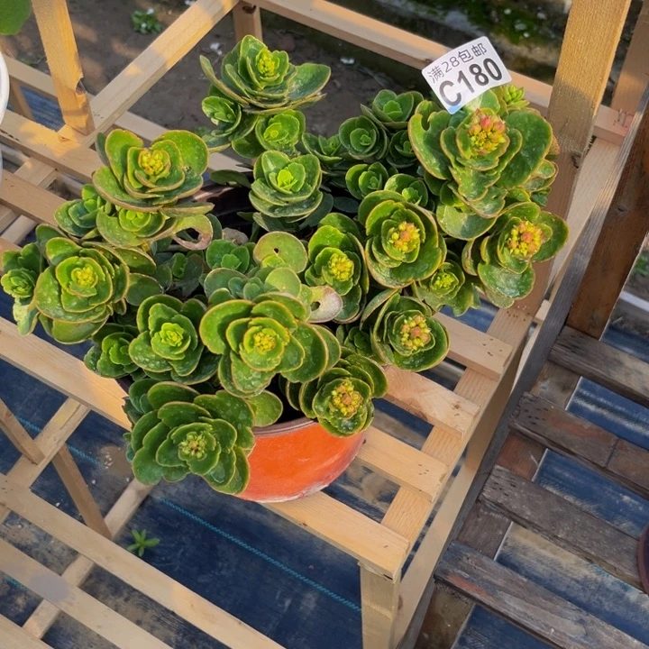 180多肉植物一物一拍