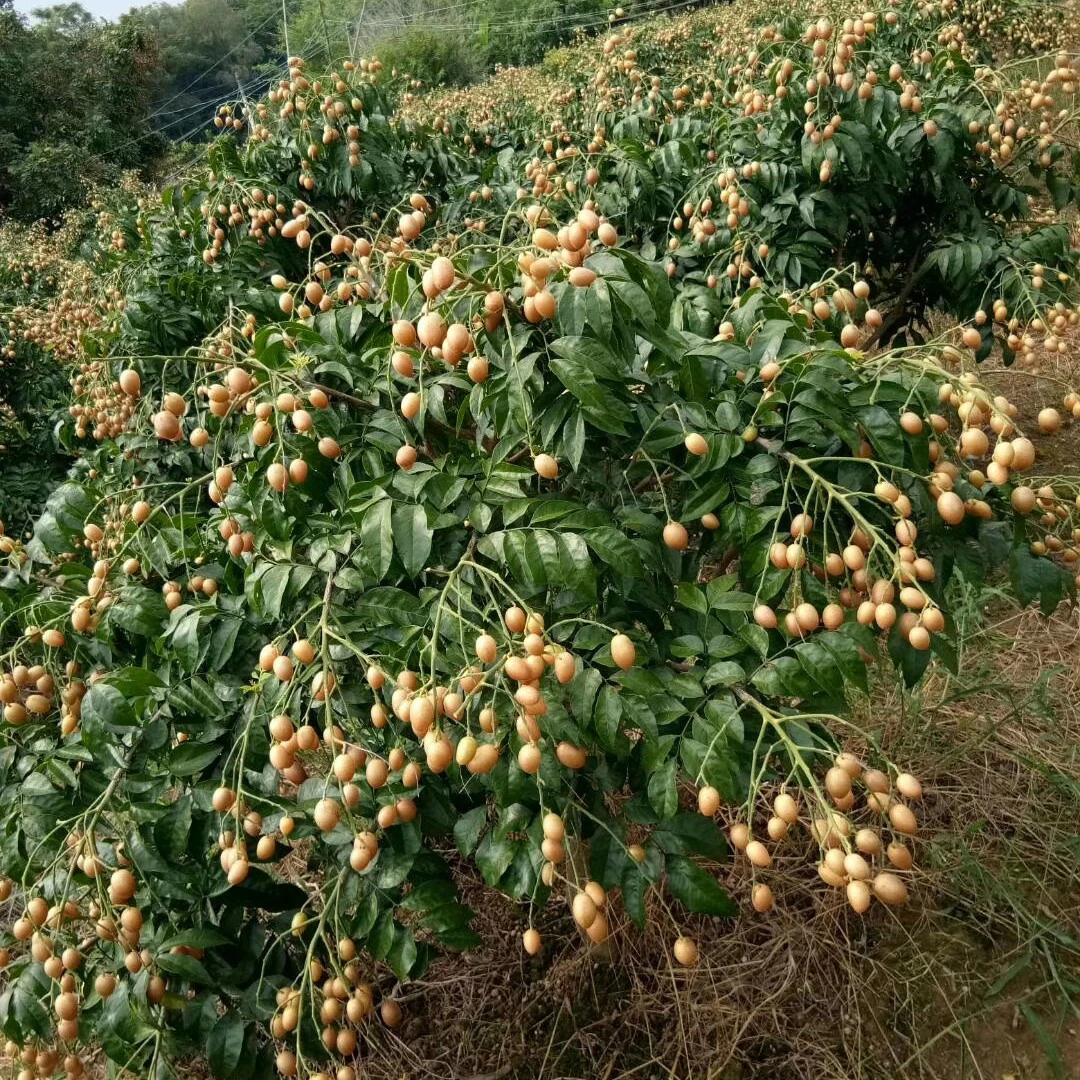 顺丰包邮3棵带泥鸡心黄皮网袋苗