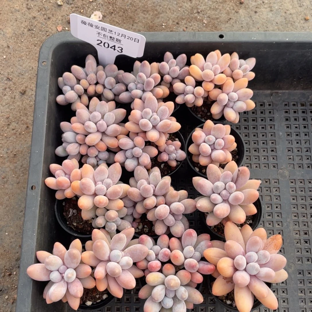 不包整散 盆子不售后2043