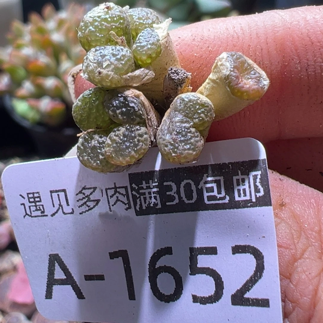 多肉植物11111111111111111