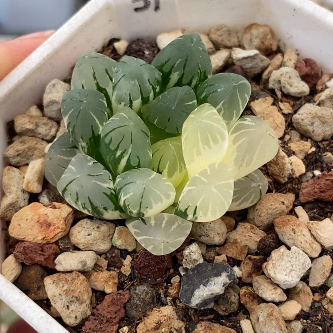 31广濑玉露多肉植物
