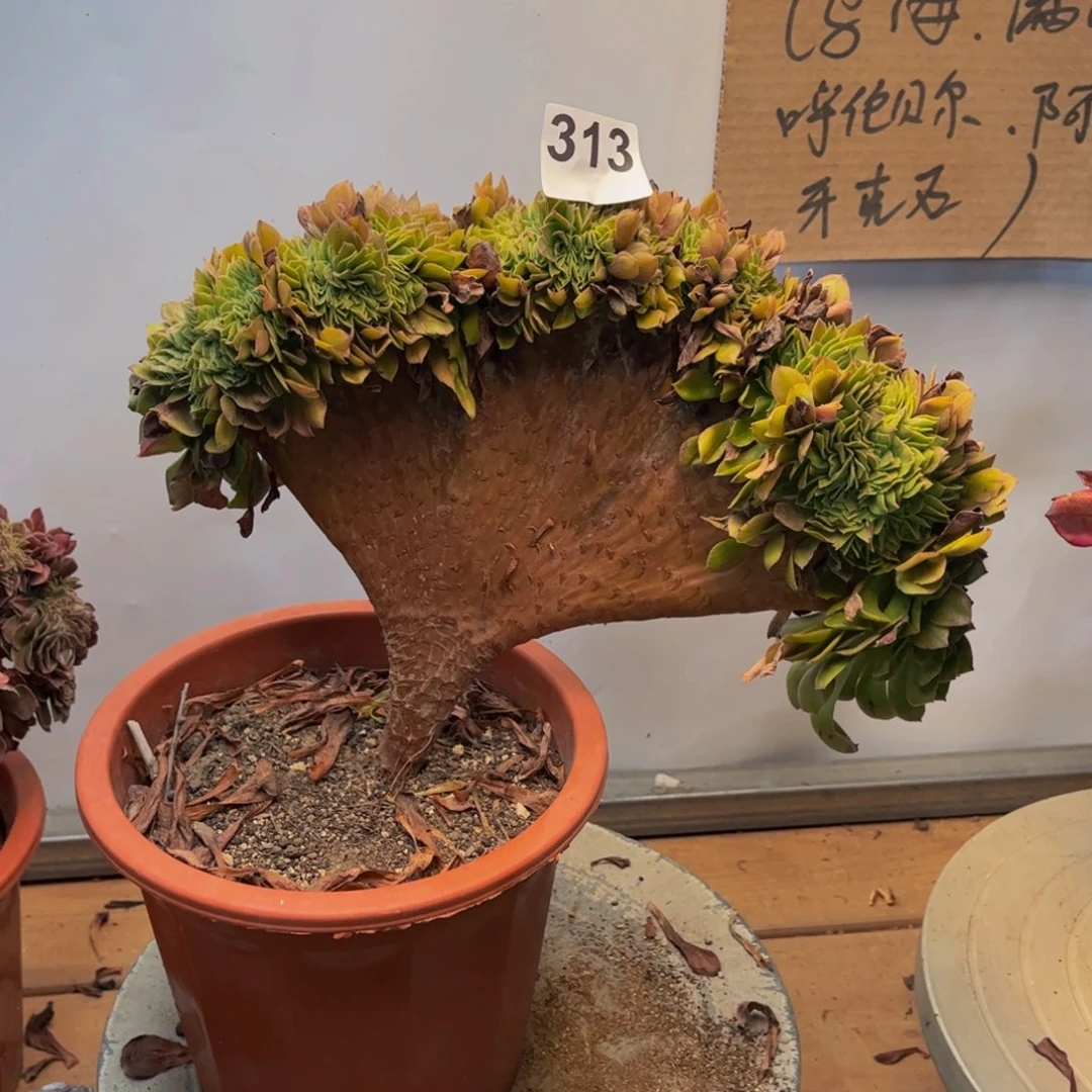 多肉植物万圣节缀313