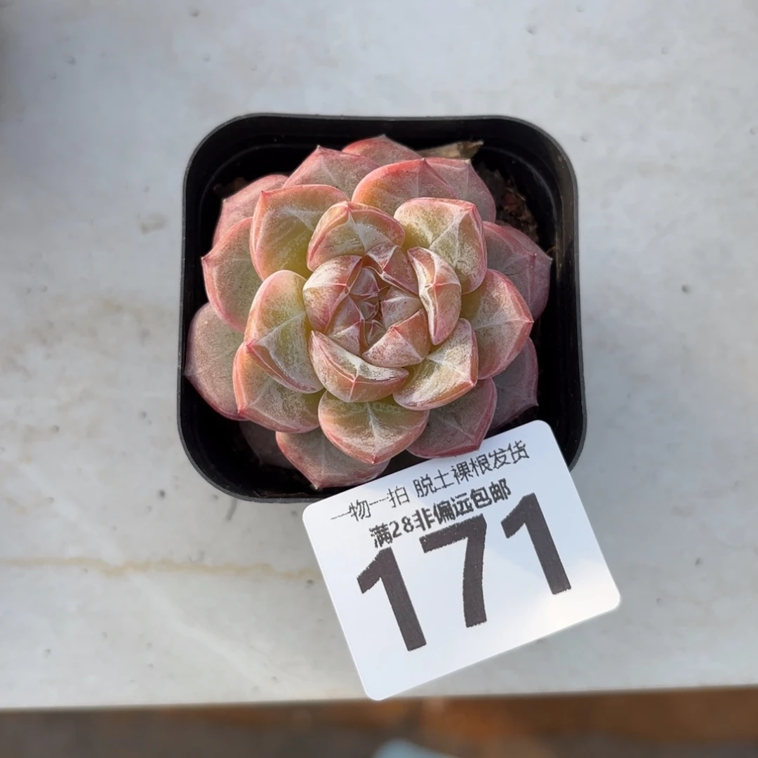 柠檬珍妮无盆土发货