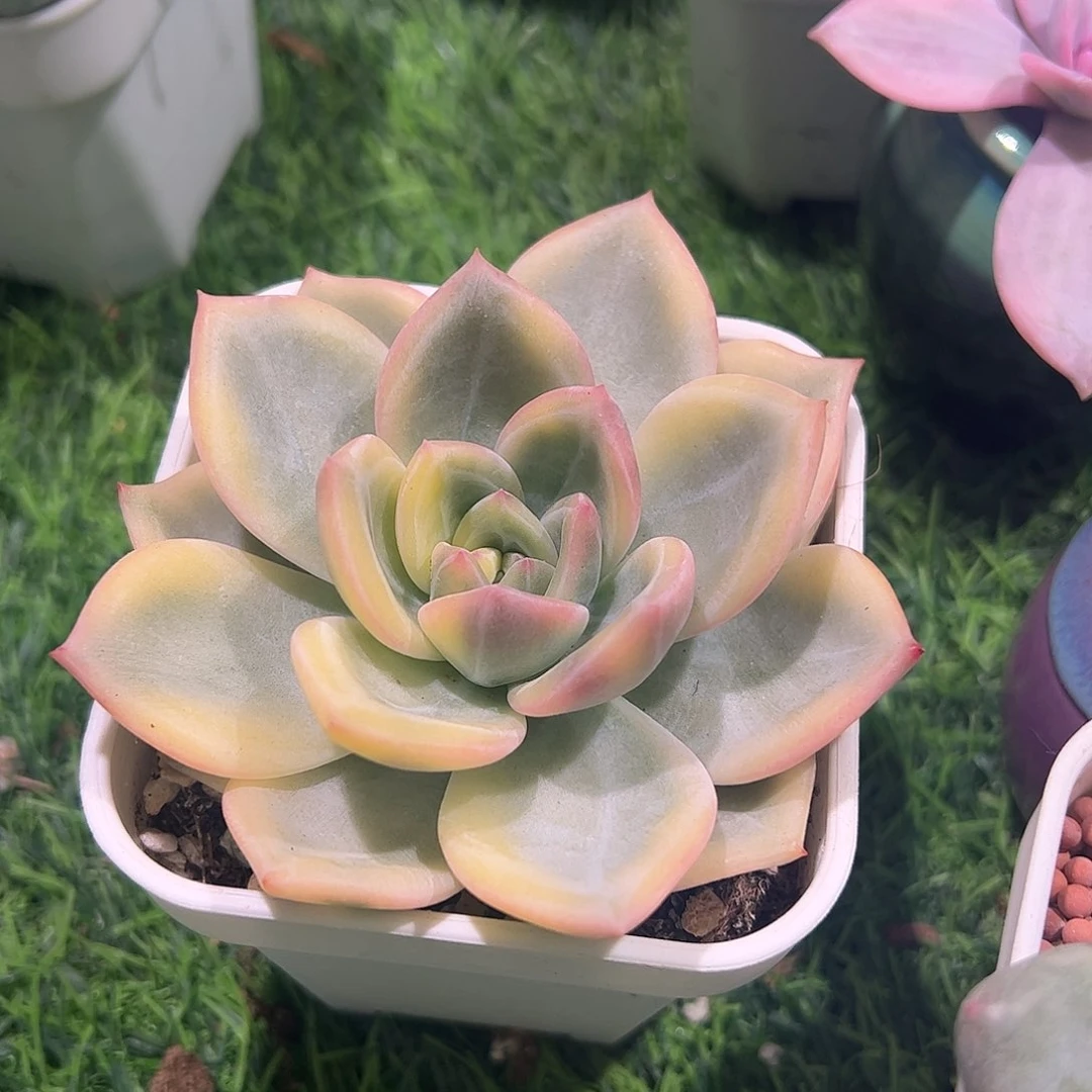 多肉植物多肉植物