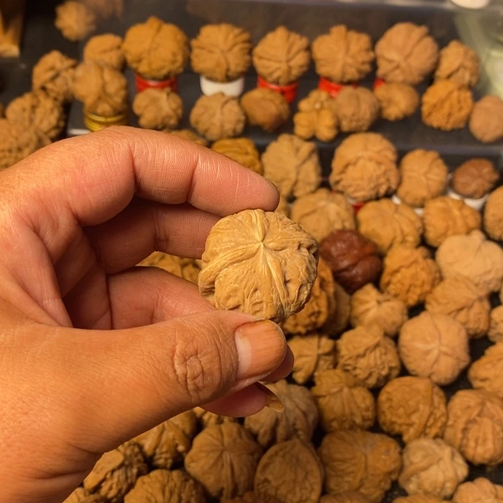 大***帅大叶紫檀（黑酸枝木类）