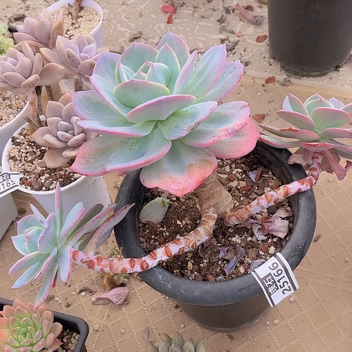 血凤25166多肉植物