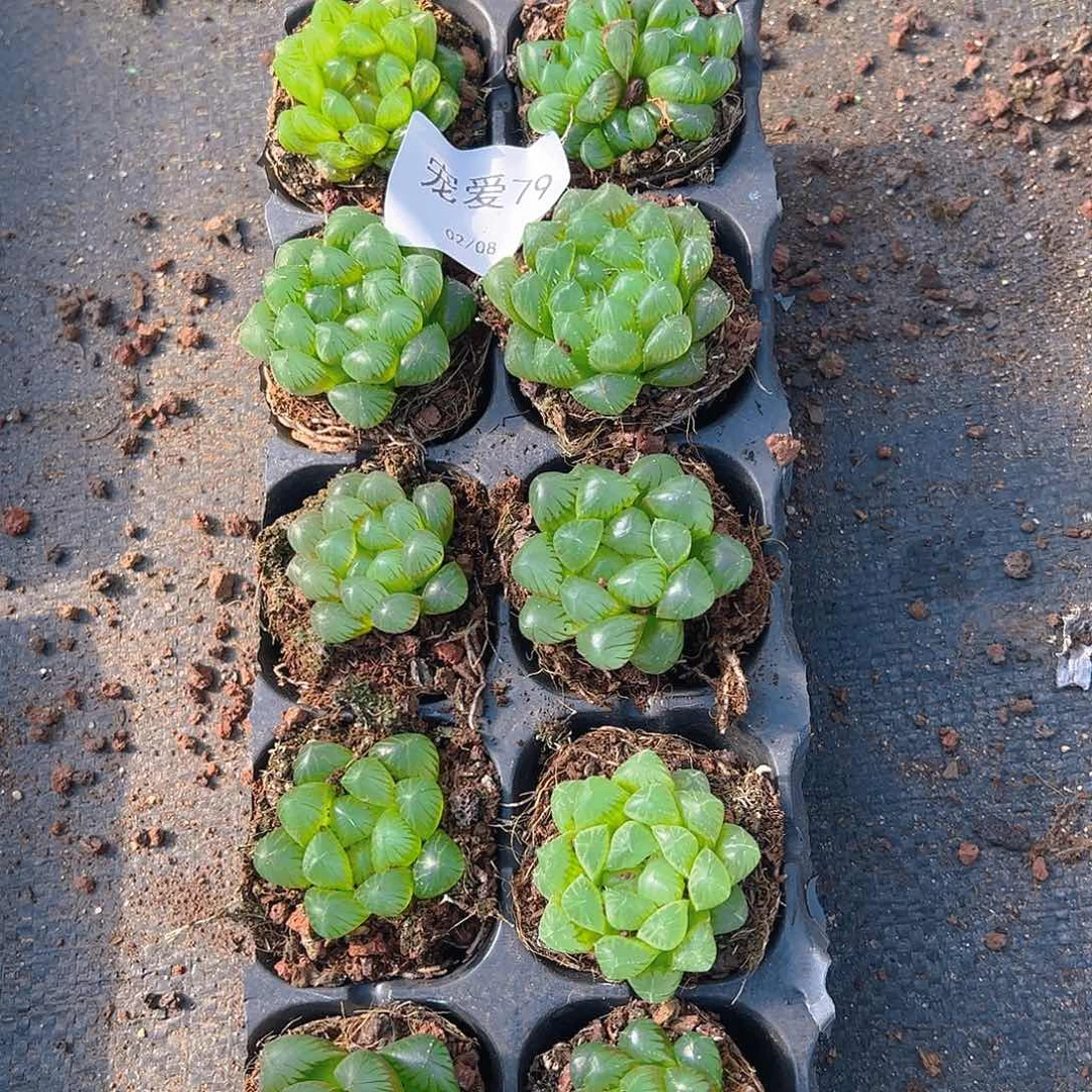 直播福利一物一拍79