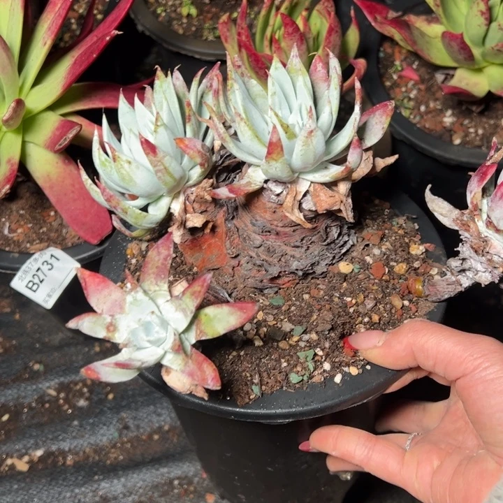 159哈哈哈哈哈哈哈哈