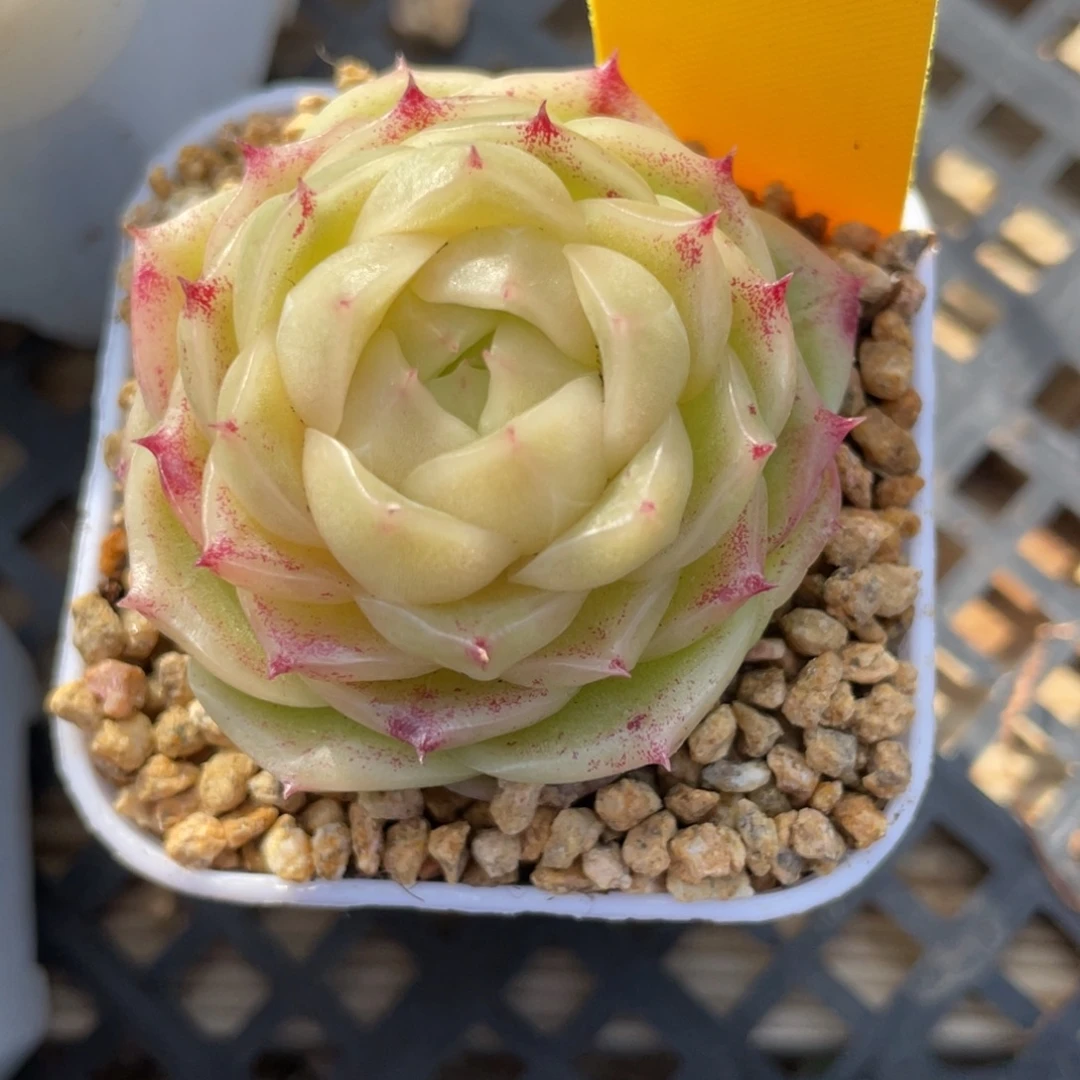 草***深优选麦杆多肉福利3000