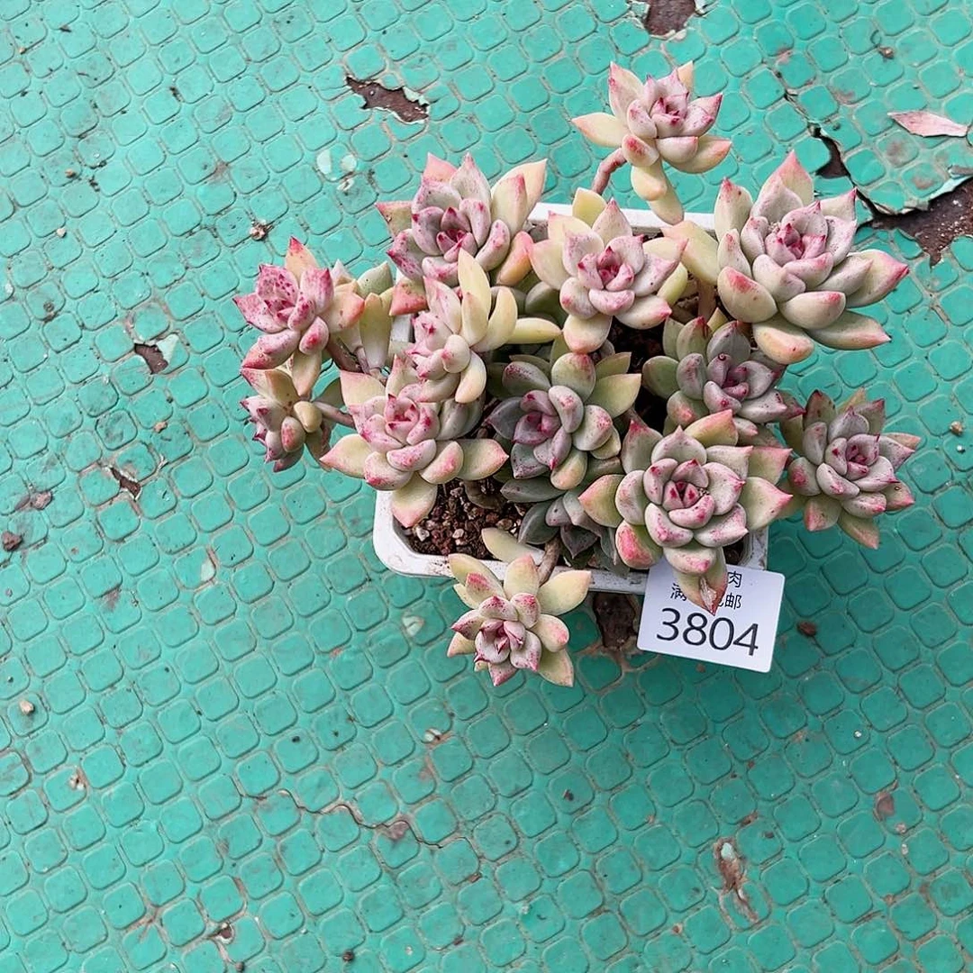 9号我们的确是一3804