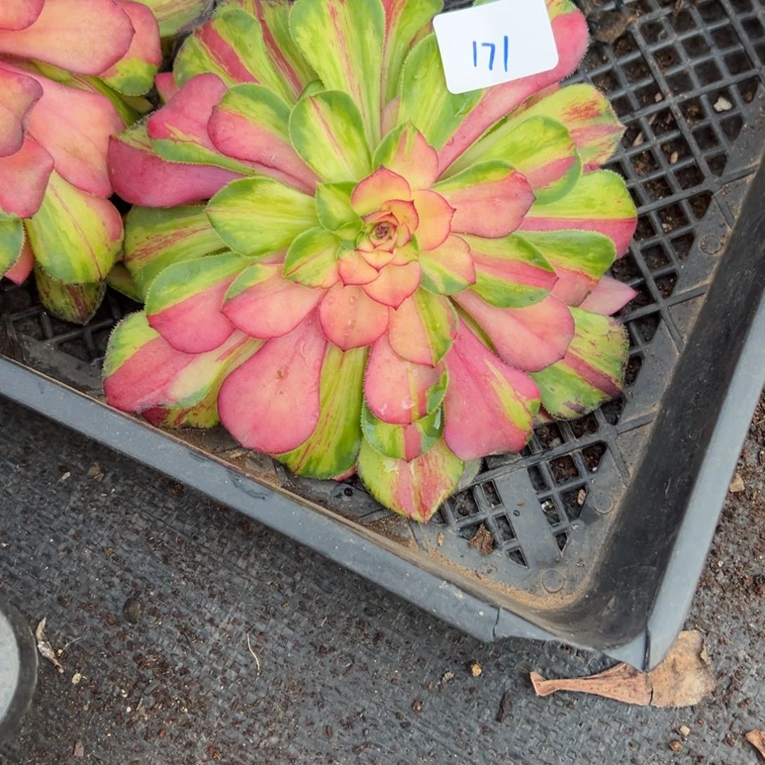 171知否多肉多肉多肉无根