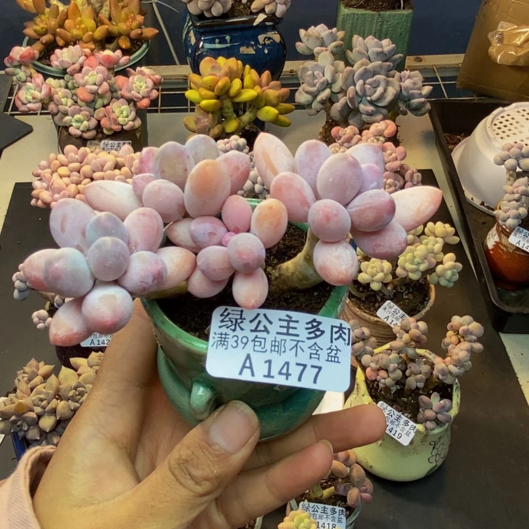 477香水手指奶多肉7cm