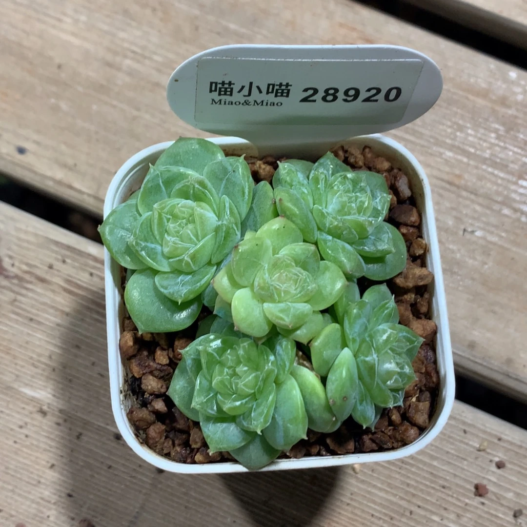 ****慈多肉植物杂交珍妮