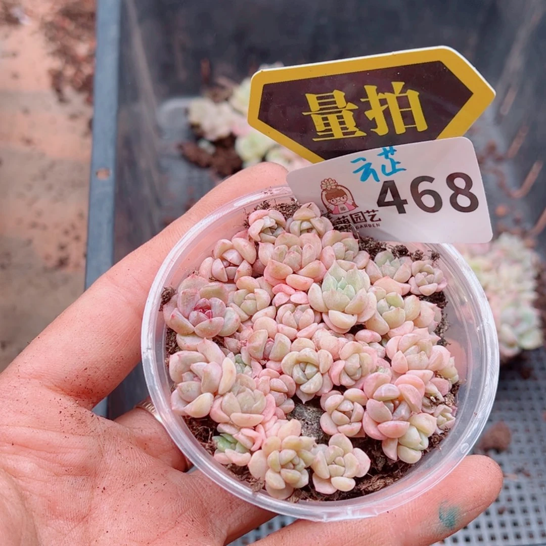 多肉植物多肉植物