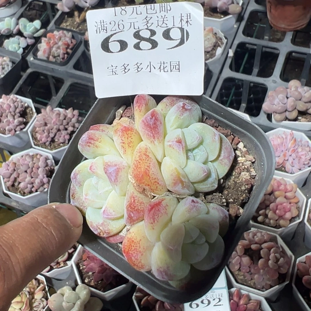 689号精控三头冰玉一物一拍