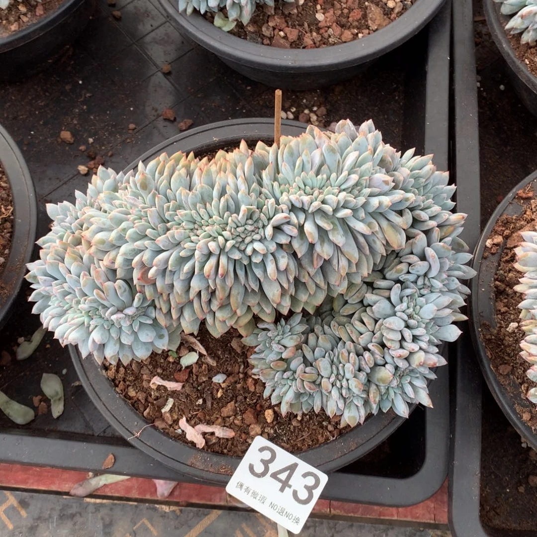 343橙子缀化多肉植物