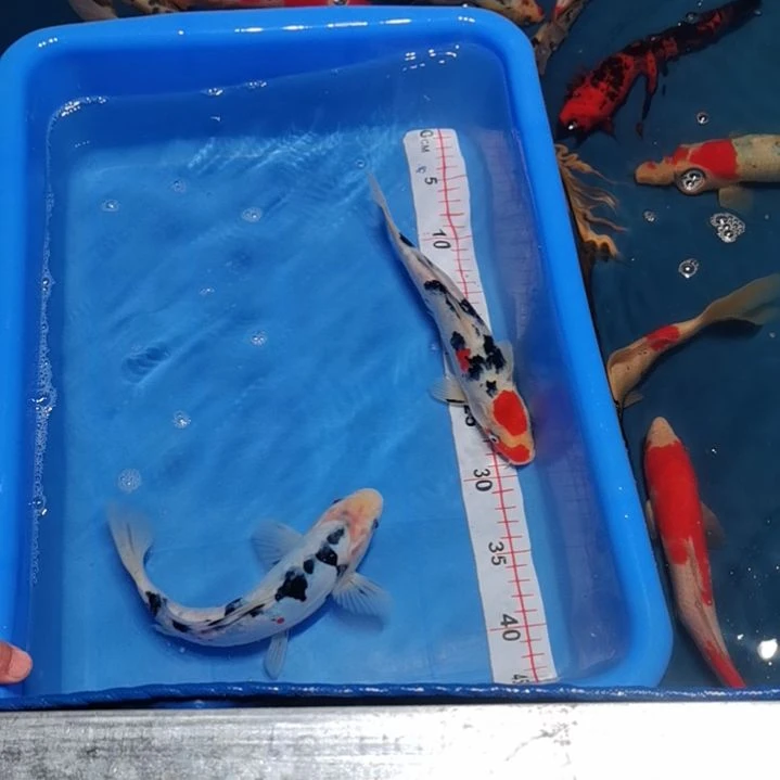 锦鲤！！！！！！！！！！！！！