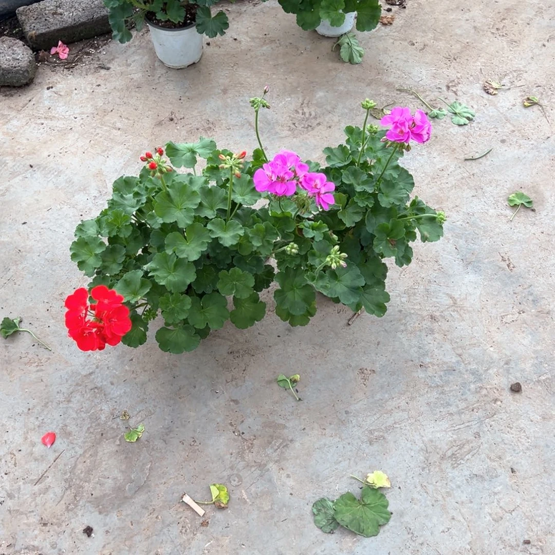 ٩***و完全开放亮红加湛蓝