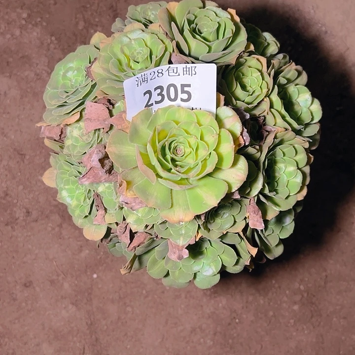 2305翡翠琉璃多肉植物