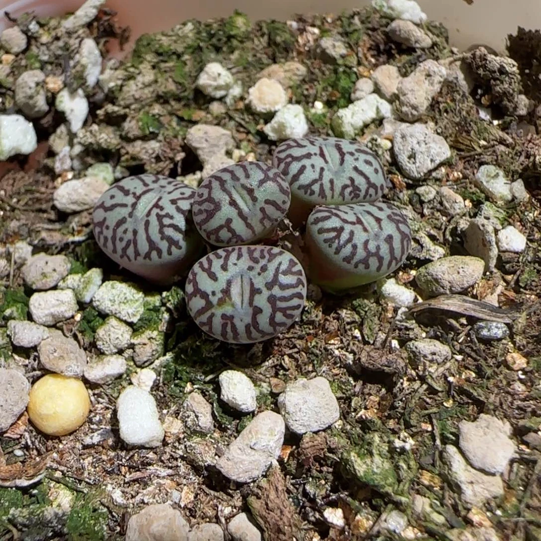 肉锥多肉植物组合-墨880