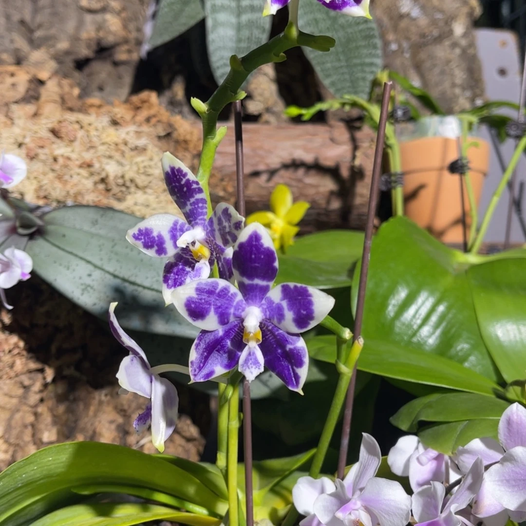 完全开放柳林3445