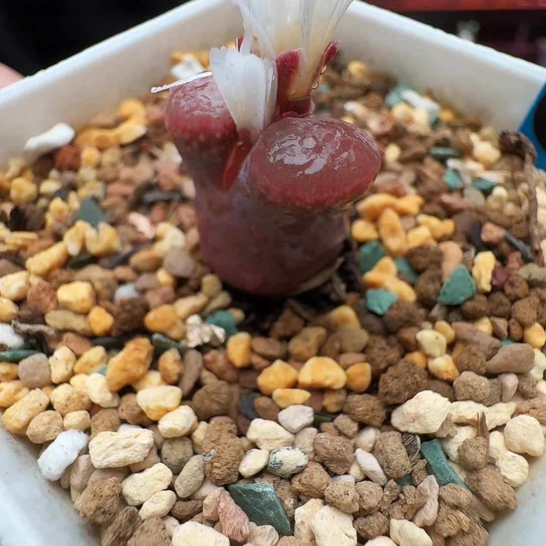 多肉植物福利风铃9