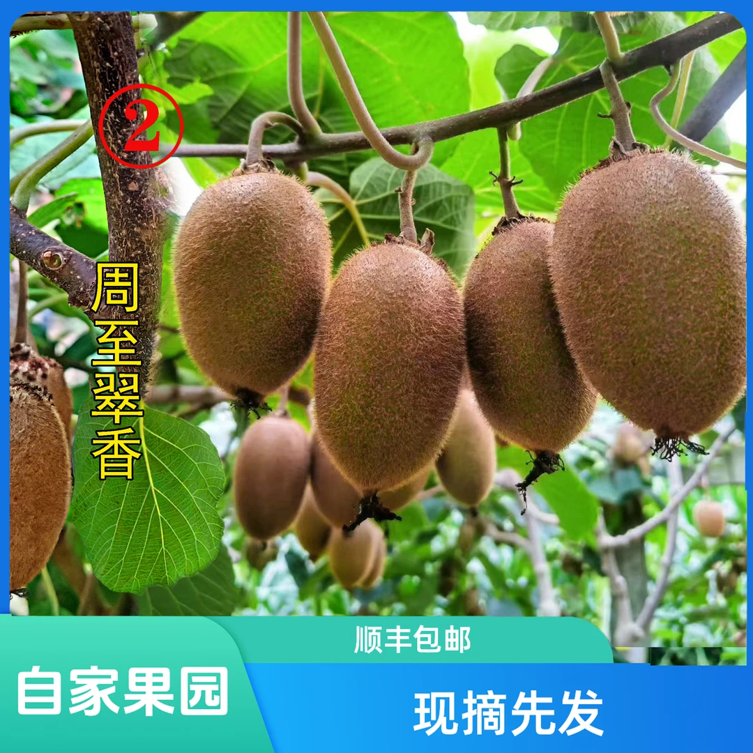 周至翠香猕猴桃奇异果自家果园现摘现发【JD顺丰包邮】【坏果包赔】