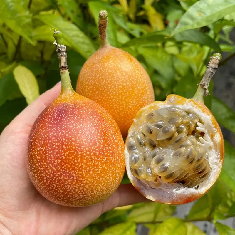 【顺丰发货】热情果云南西双版纳热情果果香甜可口0.5/1/2/3斤