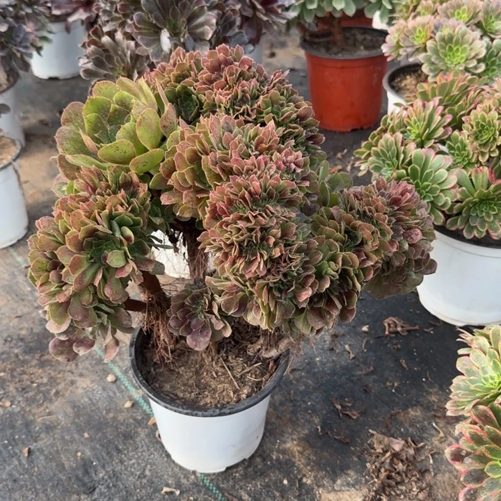 玫瑰坠化包邮不包整散。