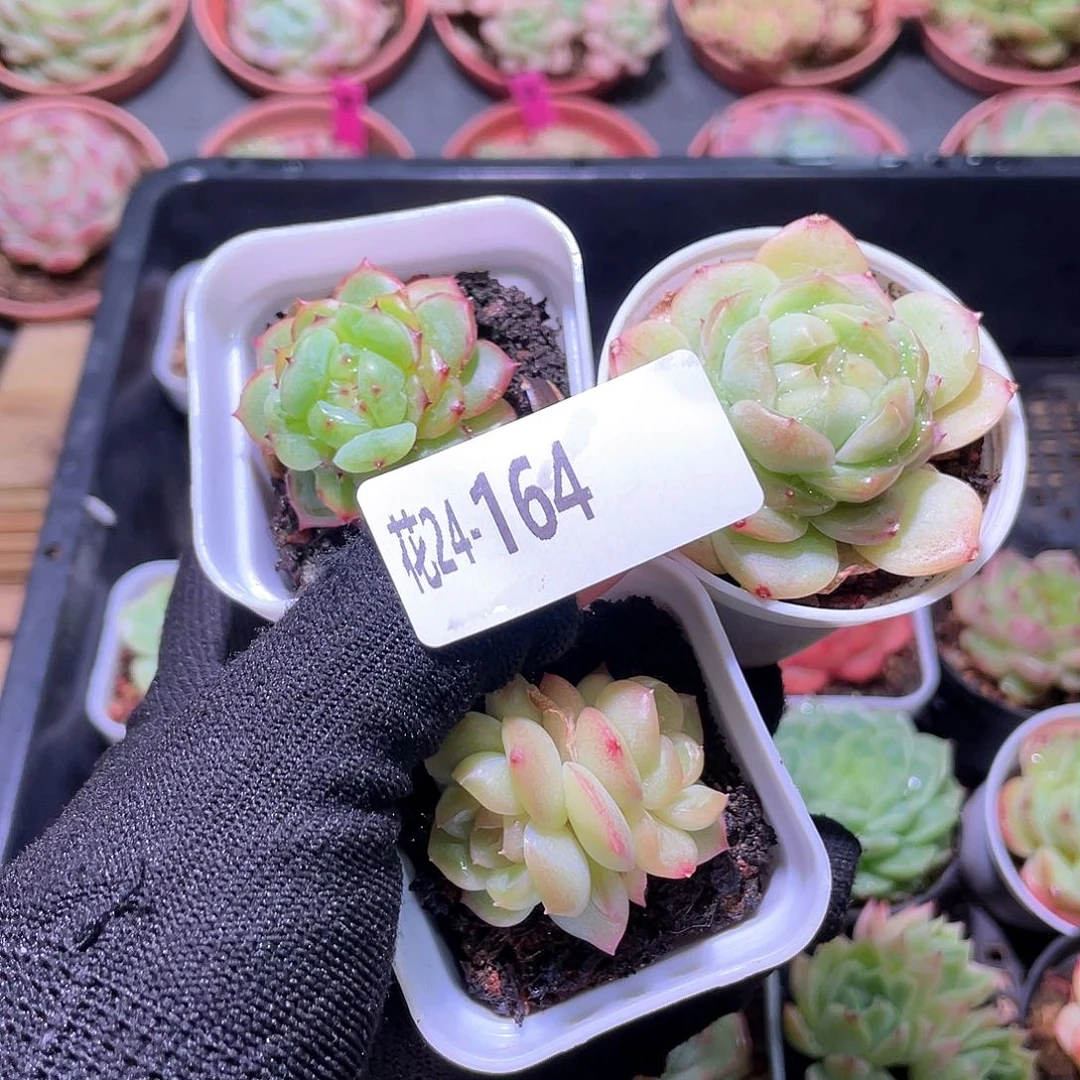 爱**风花利美24-164新品3颗