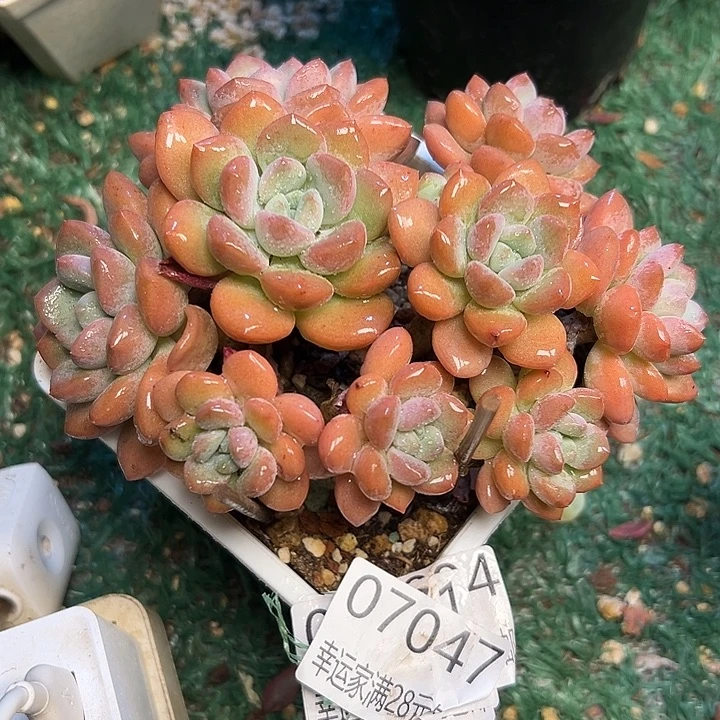 幸运的是我还没遇到幸运