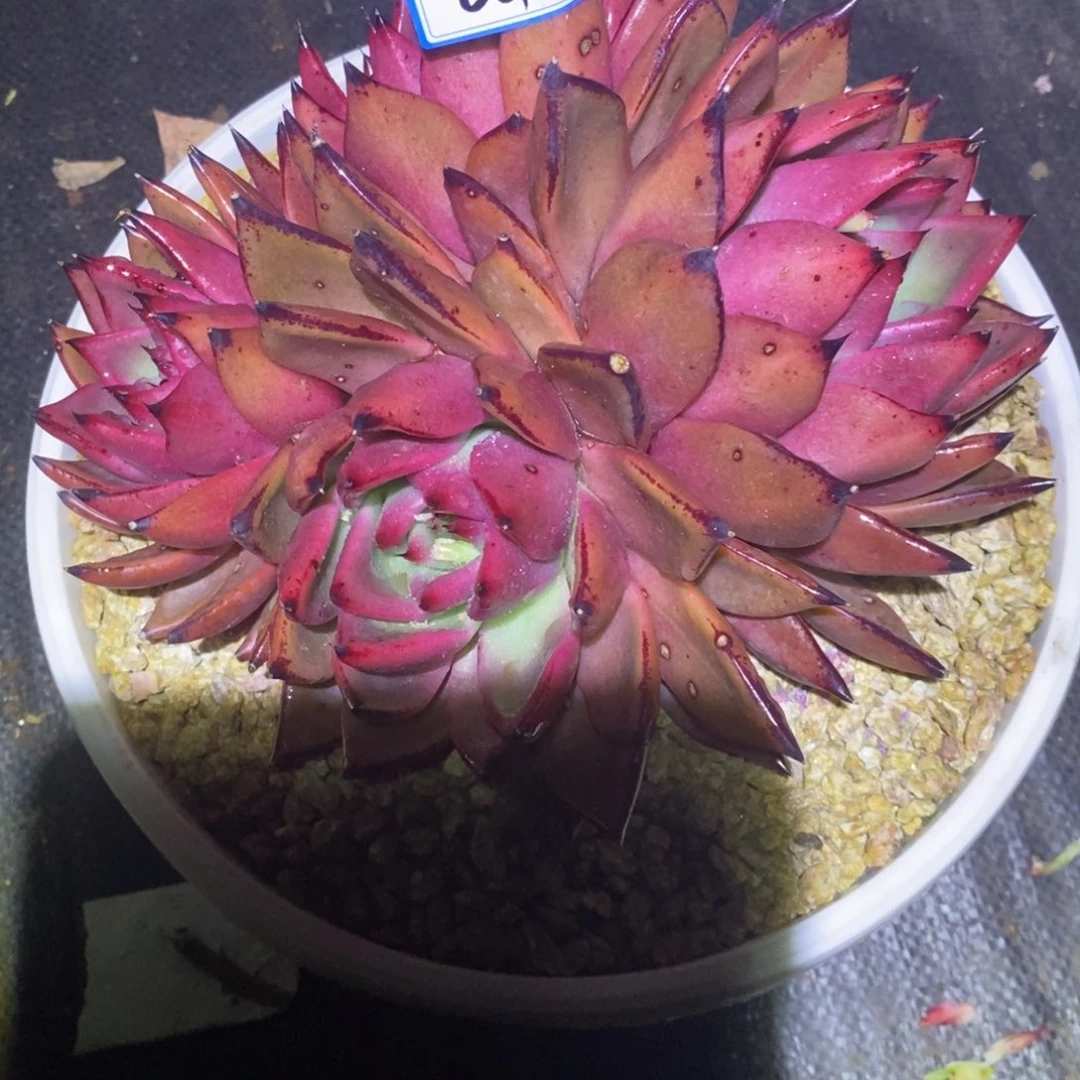 S****语福利红毒a18